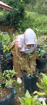 KEGIATAN MENANAM CABE (Selasa, 16 Juli 2024)